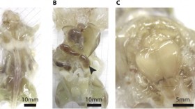 Lab Crafts First Transparent Mice