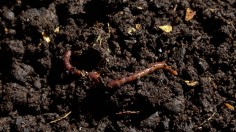 Invasive Jumping Worms