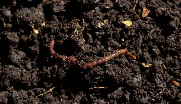 Invasive Jumping Worms