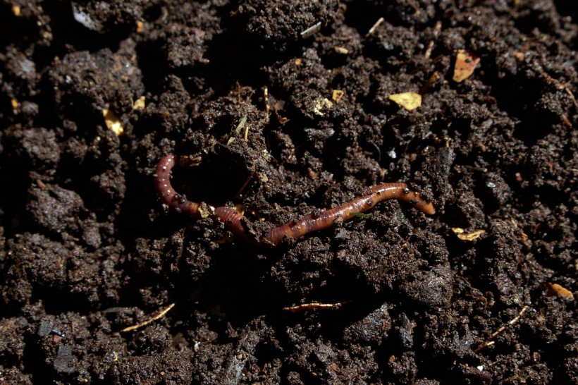 Alien invasion: Non-native earthworms threaten ecosystems