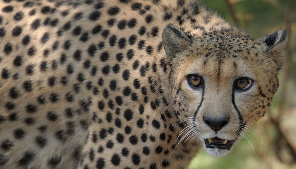 Male African cheetah