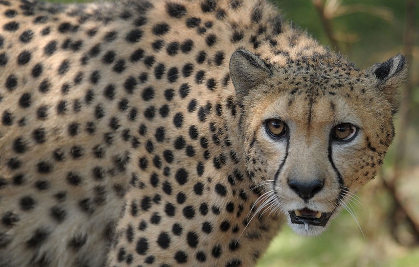 Male African cheetah