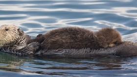 Sea Otter with Unusual Behavior of Stealing Surfboards Alarms Officials in California, Hunt Ensues