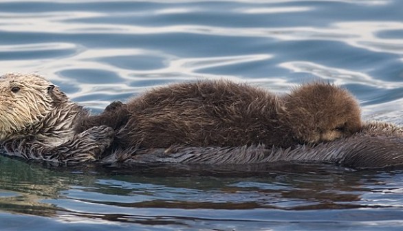 Sea Otter with Unusual Behavior of Stealing Surfboards Alarms Officials in California, Hunt Ensues