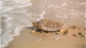Endangered Loggerhead Sea Turtle Euthanized After Being Run Over by Recreational Vehicle in North Carolina Nesting Beach