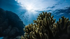 Green corals under water photo