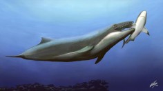 baleen whale