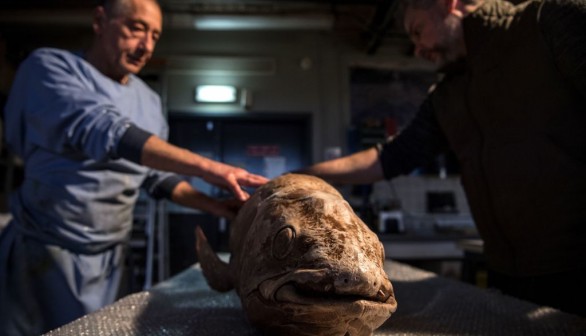 FRANCE-TAXIDERMY-SCIENCES-ANIMALS-BIOLOGY-ENVIRONMENT-MUSEUM-EXH