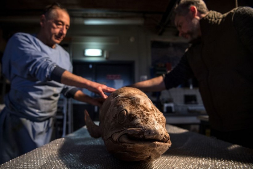 FRANCE-TAXIDERMY-SCIENCES-ANIMALS-BIOLOGY-ENVIRONMENT-MUSEUM-EXH