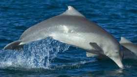 Australian humpback dolphin