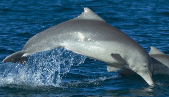 Australian humpback dolphin