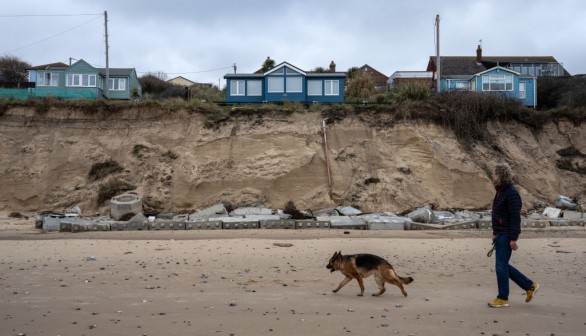 Dog walking on a beach. 