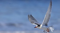 Common tern 
