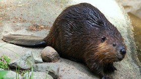 Rabid Beaver Beaten to Death After Biting Girl Swimming in Georgia Private Property