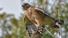 Hawk Dive-Bombs People Hindering Mail Deliveries in Texas