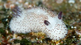 7 Interesting Characteristics of Tiny Sea Bunny Slugs