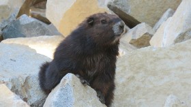 Vancouver Island Marmot Gets Population Boost as Breeding Facility Births 14 Pups