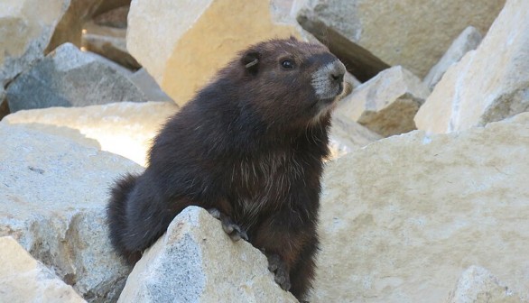 Vancouver Island Marmot Gets Population Boost as Breeding Facility Births 14 Pups