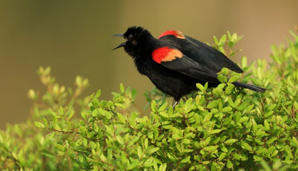Wild Red-Winged Blackbird Moves in Ohio Zoo Swooping on Visitors
