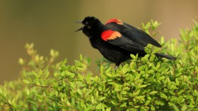 Wild Red-Winged Blackbird Moves in Ohio Zoo Swooping on Visitors