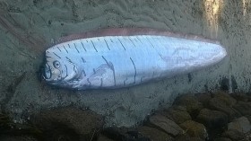 Doomsday Omen 6-Foot Oarfish Seen Dying with Cookiecutter Shark Bites Off Taiwan Coasts