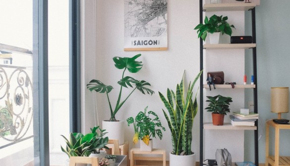 Houseplants Can Neutralize Gasoline Fumes in Harmful Indoor Air That Cause Cancer, New Study Shows