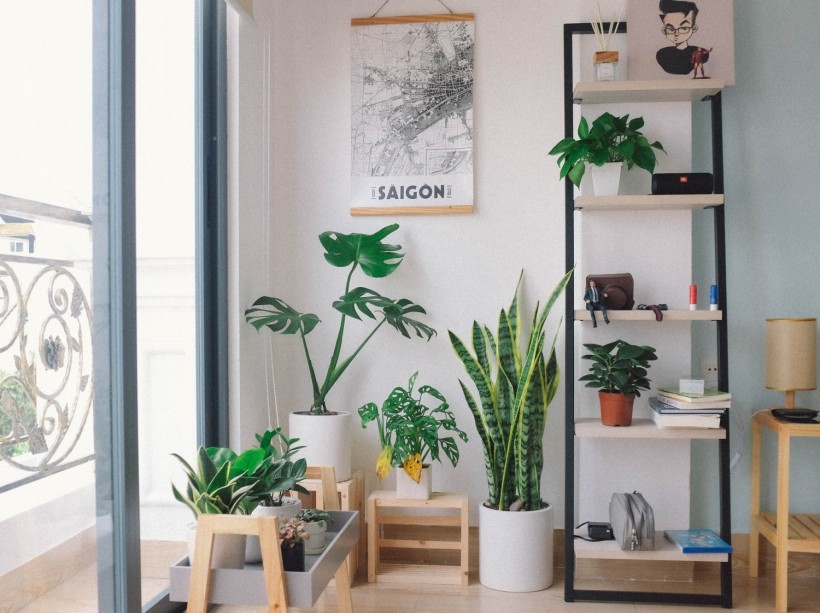 Houseplants Can Neutralize Gasoline Fumes in Harmful Indoor Air That Cause Cancer, New Study Shows