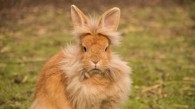 Invasive Lionhead Rabbits Take Over Florida Community, Rescue - Neuter - Rehome Efforts Underway