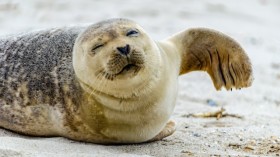 Seal Lying on gray sand during daytime