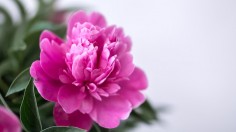 Closeup photography pink and white petaled flower