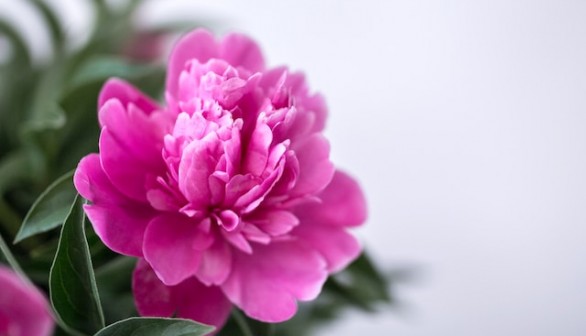 Closeup photography pink and white petaled flower