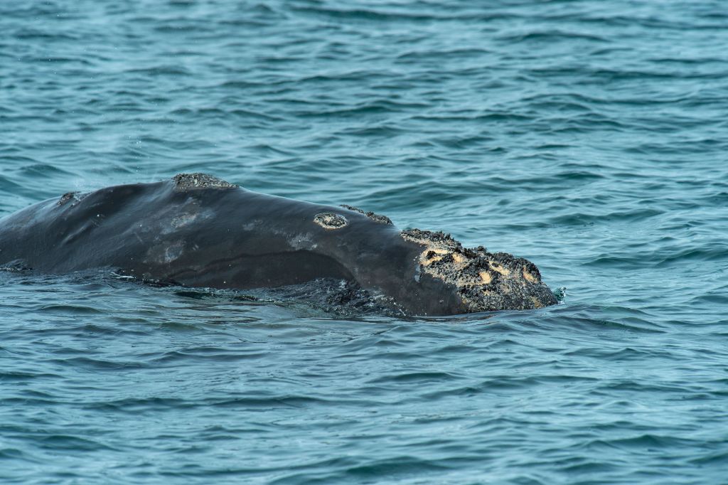 North Atlantic Right Whale Suffers From Worsening Decline In Population