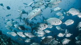 Silver Fishes Underwater