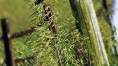 Bobolink bird