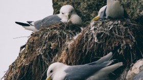 kittiwakes