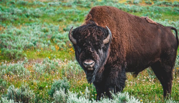 bison