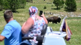 Theodore Roosevelt National Park Bison Attacks Minnesota Woman as Rutting Season Starts