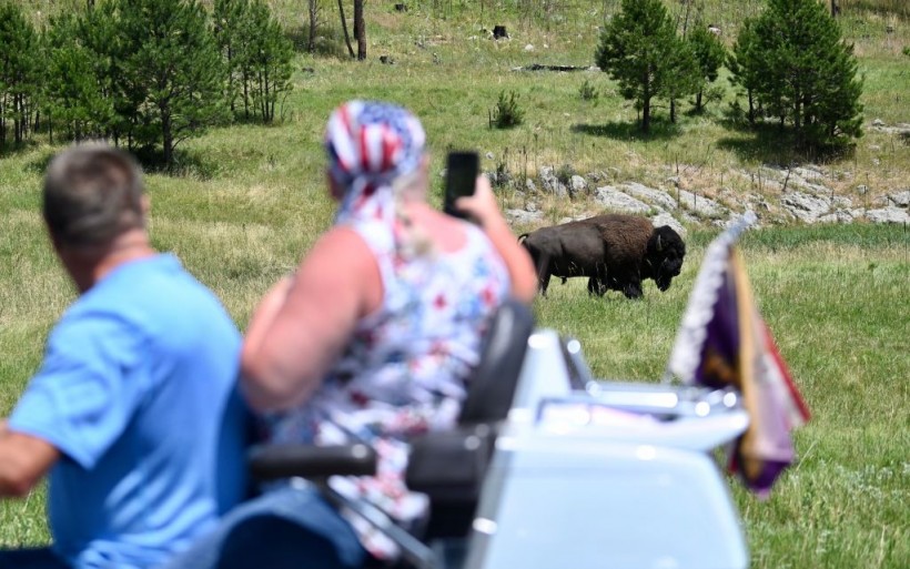 Theodore Roosevelt National Park Bison Attacks Minnesota Woman as Rutting Season Starts