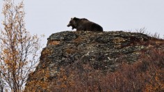 Grizzly Bear Sightings Increase as Population Expands Across More Spots in Montana