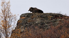 Grizzly Bear Sightings Increase as Population Expands Across More Spots in Montana