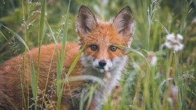 young fox