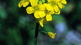 Short's bladderpod