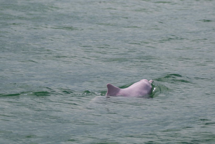 Pink Bottlenose Dolphin Pinky Spotted in Louisiana River