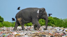 TOPSHOT-SRI LANKA-ENVIRONMENT-ELEPHANTS-PLASTIC