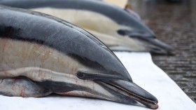 FRANCE-ENVIRONMENT-FISHING-ANIMAL-DEMO