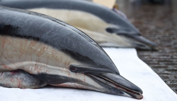 FRANCE-ENVIRONMENT-FISHING-ANIMAL-DEMO