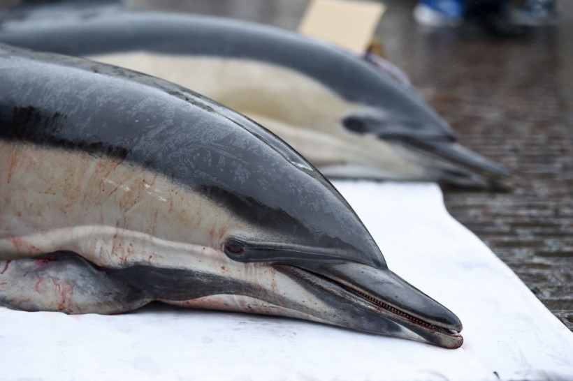 FRANCE-ENVIRONMENT-FISHING-ANIMAL-DEMO