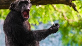 SRI LANKA-ANIMALS-CHIMPANZEE