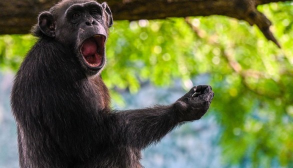 SRI LANKA-ANIMALS-CHIMPANZEE