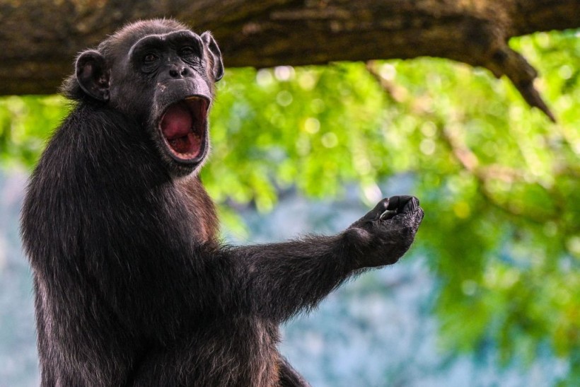 SRI LANKA-ANIMALS-CHIMPANZEE